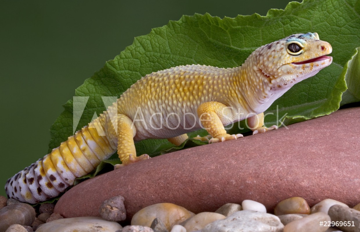 Image de Leopard gecko on rock